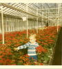 AndyGhsePoinsettias-12061970.jpg